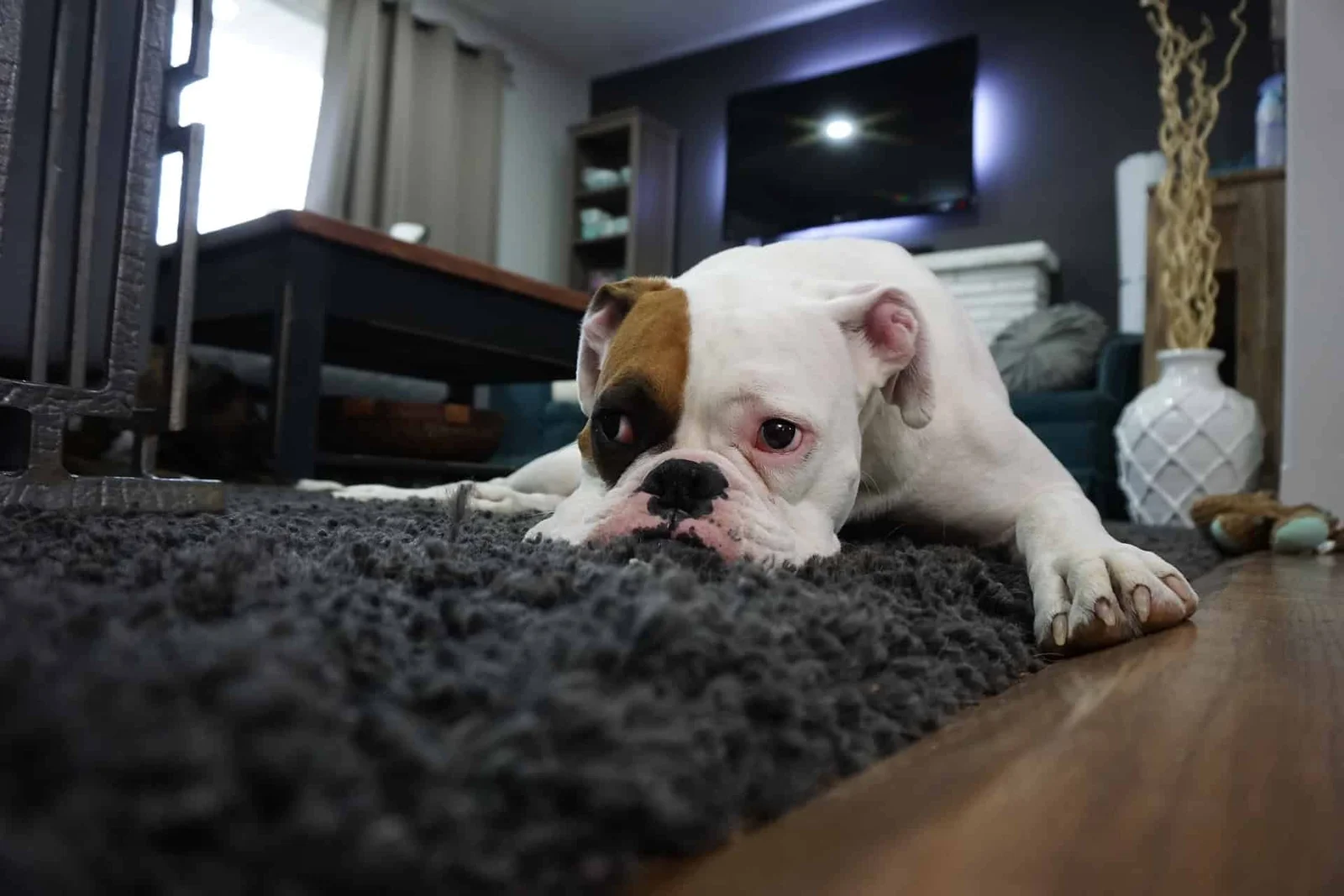 Trusted carpet restoration and cleaning in Corona